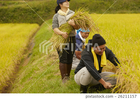 水稻收穫風光 26211157