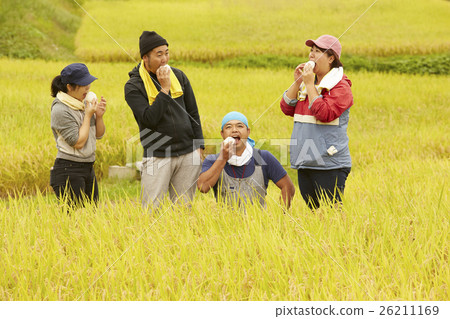 Rice harvest break 26211169