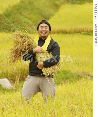 Rice harvest portrait 26211195