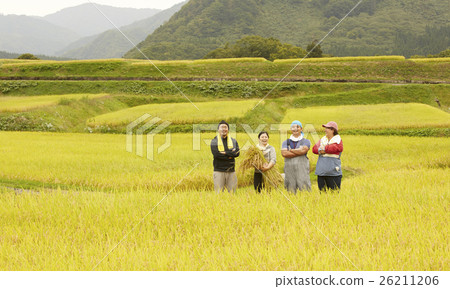 水稻收穫肖像 水稻收穫肖像 26211206