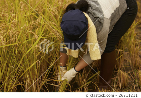 水稻收穫風光 水稻收穫風光 26211211