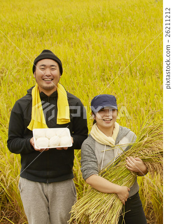 水稻收穫肖像 26211212