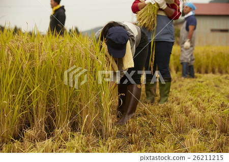 水稻收穫風光 26211215