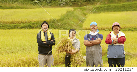 水稻收穫肖像 26211234
