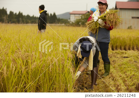 水稻收穫風光 26211248