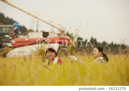 Rice harvesting scenery 26211270