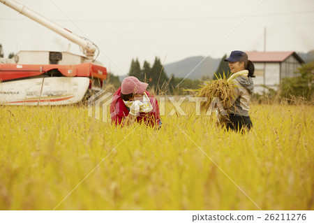 Rice harvesting scenery 26211276