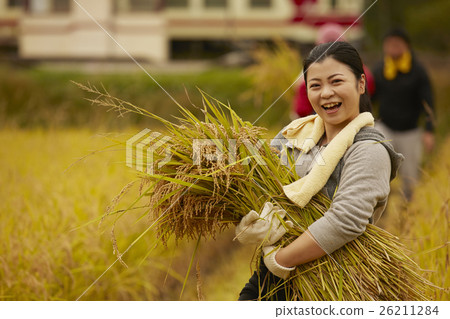 Rice harvest portrait 26211284