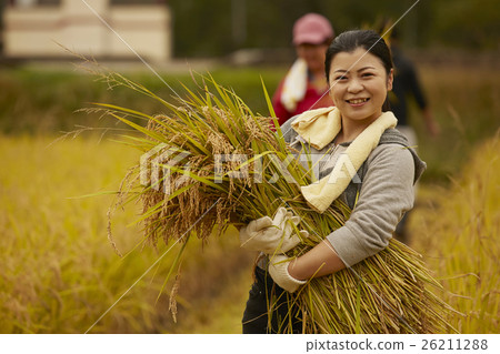 Rice harvest portrait 26211288