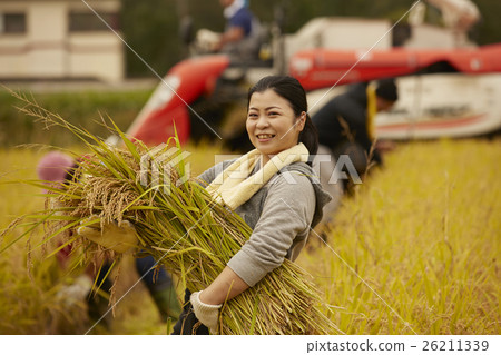 水稻收穫肖像 26211339