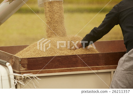 水稻收穫結合 26211357