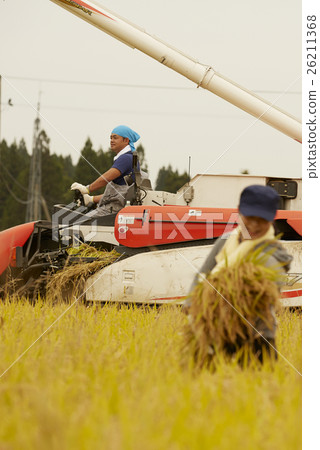 Rice harvesting scenery Rice harvesting scenery 26211368