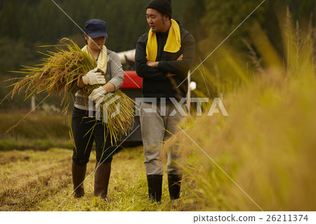 水稻收穫風光 26211374