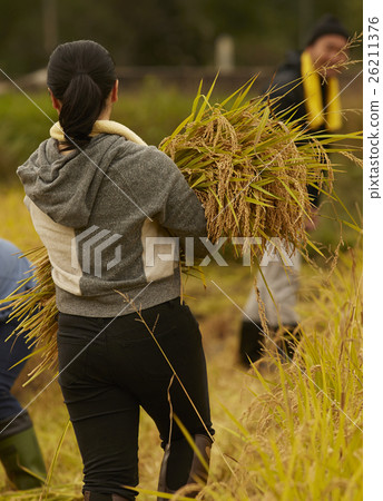 作物收穫圖像 26211376