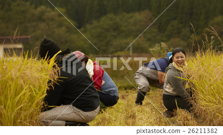 Rice harvesting scenery Rice harvesting scenery 26211382