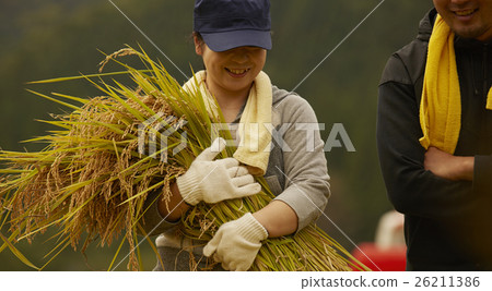 水稻收穫風光 26211386