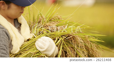 Rice harvesting scenery Rice harvesting scenery 26211408
