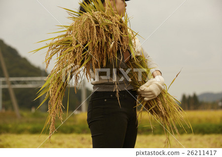 水稻收穫風光 水稻收穫風光 26211417