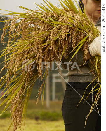 水稻收穫風光 水稻收穫風光 26211418