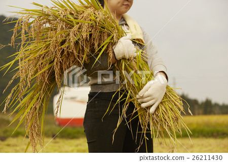 Rice harvesting scenery Rice harvesting scenery 26211430