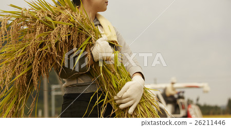 Rice harvesting scenery Rice harvesting scenery 26211446