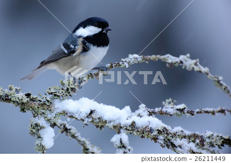Coal Tit, Parus ater, cute blue yellow songbird 26211449