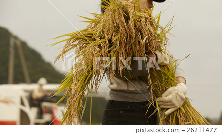 Rice harvesting scenery Rice harvesting scenery 26211477
