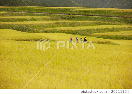 Image of agriculture 26211504