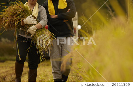 水稻收穫風光 水稻收穫風光 26211509