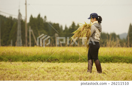 水稻收穫風光 26211510