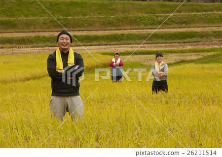 水稻收穫肖像 26211514