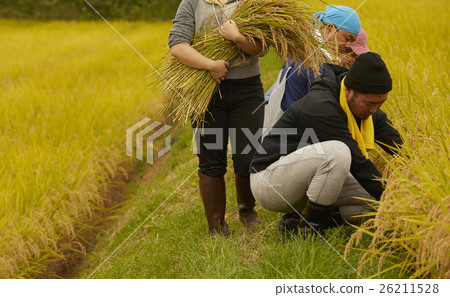 Image of agriculture Image of agriculture 26211528