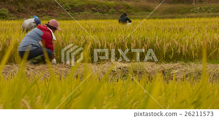 Image of agriculture 26211573