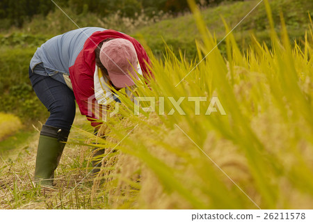 Image of agriculture Image of agriculture 26211578