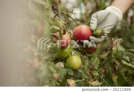 Harvest Harvest 26211909