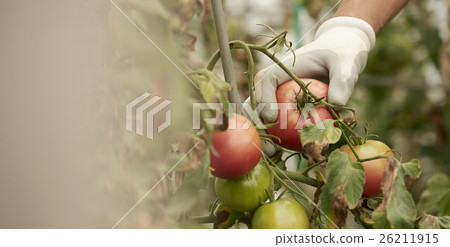 Harvest Harvest 26211915