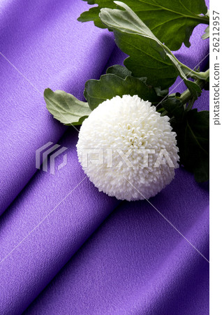 深紫色布料懸垂和白色菊花 26212957