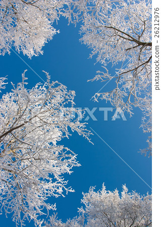 Birch trees with hoarfrost against the blue sky. Birch trees with hoarfrost against the blue sky. 26212976