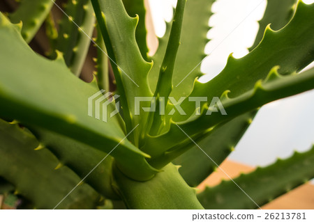蘆薈 26213781