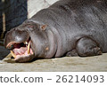 Yawn hippopotamus Yawn hippopotamus 26214093