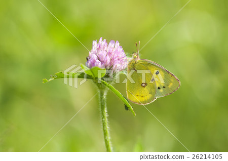 大腸桿菌 26214105