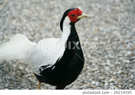 Hackan Hackan 26214595