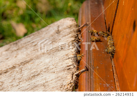 Plenty of bees at entrance of beehive in apiary. 26214931