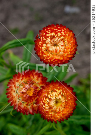 Helichrysum paper daisy straw flower. Helichrysum paper daisy straw flower. 26214932