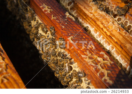 Close up view of the bees swarming on a honeycomb. Close up view of the bees swarming on a honeycomb. 26214933