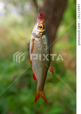 Single common rudd fish on the hook. 26214947