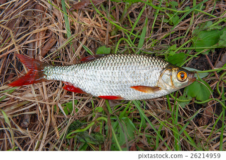 Single common rudd fish on green grass. 26214959