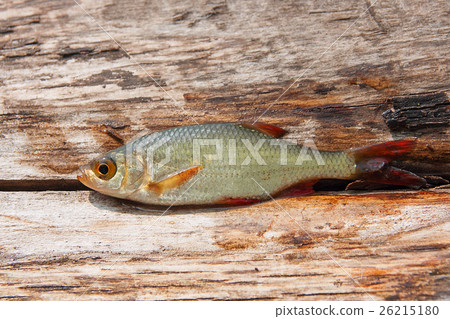 Single common rudd fish on natural background. Single common rudd fish on natural background. 26215180