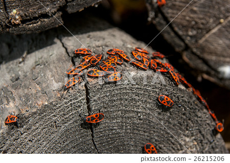 Black and red Firebug or Pyrrhocoris apterus 26215206