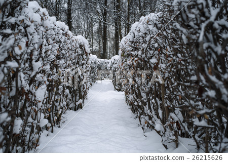 Christmas mysterious winter snowy road between the 26215626